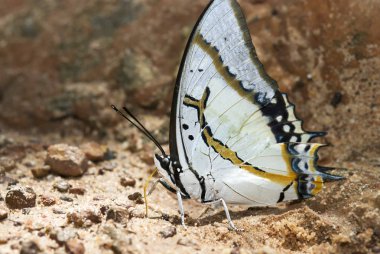 Beyaz kelebek Tayland topraklarında