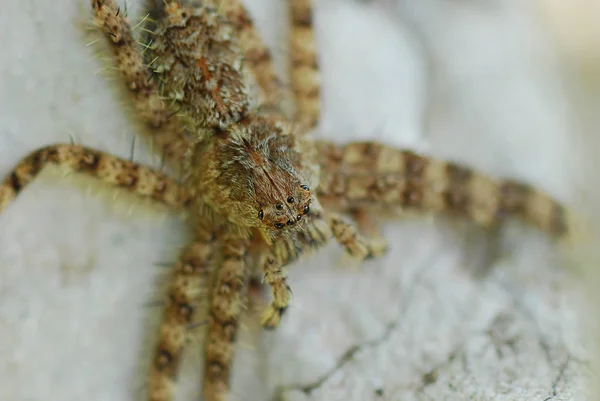 Detailní Záběr Makro Černý Žlutý Spider Rozostření Bílý Kámen — Stock fotografie