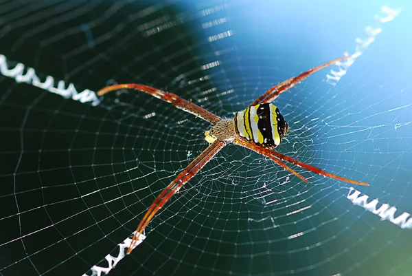Nahaufnahme Schwarzer Und Gelber Spinnenbeine Netz — Stockfoto