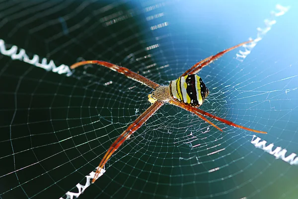 Close Makro Sort Gul Spider Røde Ben Det Web Net - Stock-foto