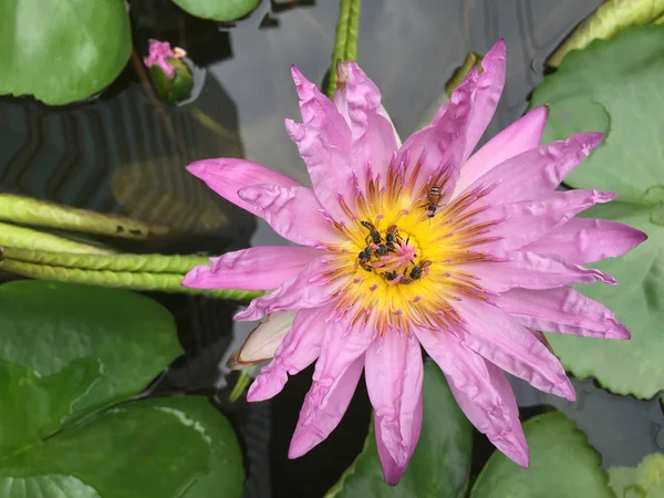Violet Lotus or purple water lily with bee pollen