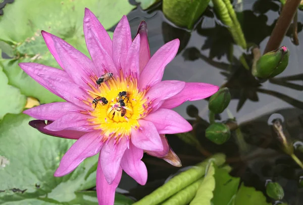 Violet Lotus Paarse Waterlelie Met Bijenpollen — Stockfoto