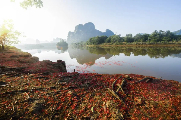 Red flower petal fall to cover the river bank (Indian Oak, Freshwater Mangrove)