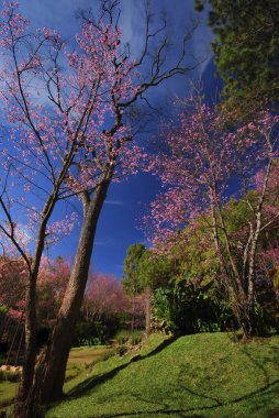 Prunus cerasoides veya vahşi Himalaya kiraz, Tayland, turistik cazibe popüler yer kış mevsim kuzeyinde Ulusal Park pembe çiçeği. 