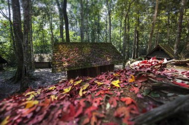 Akçaağaç yaprakları yere ve yazlık, siyasi ve askeri okulda Phu Hin Rong Kla Milli Parkı, sonbahar renkli yeşillik üzerinde kalmaktadır. Tayland