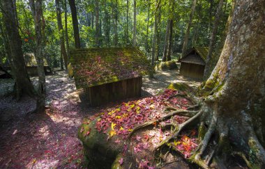 Akçaağaç yaprakları yere ve yazlık, siyasi ve askeri okulda Phu Hin Rong Kla Milli Parkı, sonbahar renkli yeşillik üzerinde kalmaktadır. Tayland