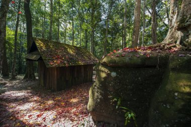 Akçaağaç yaprakları yere ve yazlık, siyasi ve askeri okulda Phu Hin Rong Kla Milli Parkı, sonbahar renkli yeşillik üzerinde kalmaktadır. Tayland