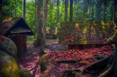 Akçaağaç yaprakları yere ve yazlık, siyasi ve askeri okulda Phu Hin Rong Kla Milli Parkı, sonbahar renkli yeşillik üzerinde kalmaktadır. Tayland