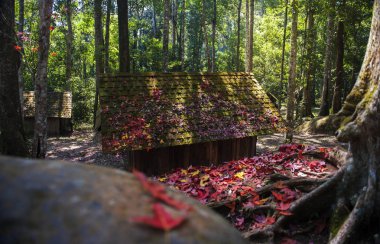 Akçaağaç yaprakları yere ve yazlık, siyasi ve askeri okulda Phu Hin Rong Kla Milli Parkı, sonbahar renkli yeşillik üzerinde kalmaktadır. Tayland