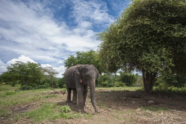 Thajské Slonice Centru Jungle Zelený Les Zachování — Stock fotografie