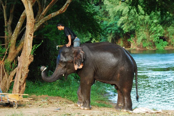 Kanchanaburi Thajsko Oct2009 Každodenní Život Slona Centru Zachování Mahout Hraní — Stock fotografie