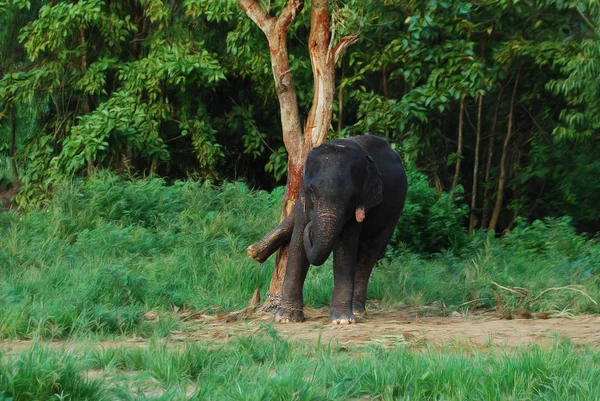 タイの象のジャングルの緑の森を歩く — ストック写真