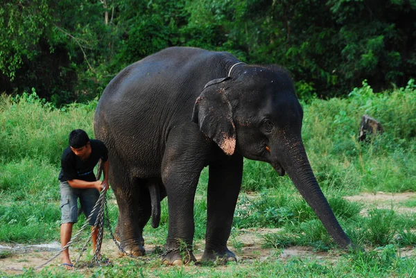 Kanchanaburi Thajsko Oct2009 Každodenní Život Slona Centru Zachování Mahout Hraní — Stock fotografie