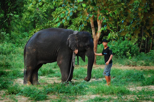 Kanchanaburi, Tayland - 3 Oct2009: Günlük fil hayat koruma Merkezi, oynama ve fil Ormanın içinde eğitim fil.
