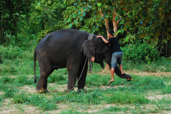 Éléphant Thaïlandais Jouant Avec Mahout Dans Forêt Verte Jungle — Photo