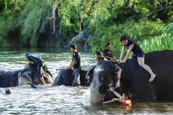 Kanchanaburi Thaïlande Oct2009 Vie Quotidienne Des Éléphants Centre Conservation Mahout — Photo