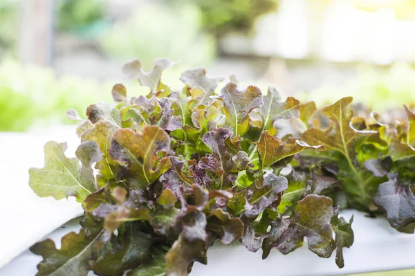 Suda bitki. Aeroponics salata sebze.