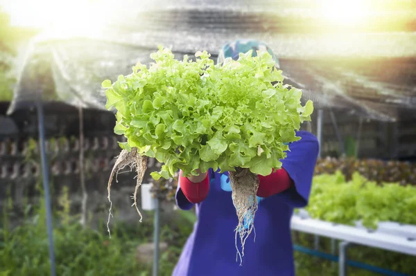 Landwirt Zeigt Hydrokultur Pflanzen Aeroponics Salat Gemüse — Stockfoto