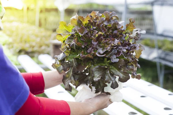 Farmer harvests Hydroponics plants. Aeroponics Salad vegetable.