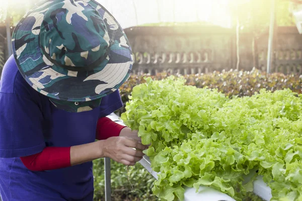 Farmer harvests Hydroponics plants. Aeroponics Salad vegetable.