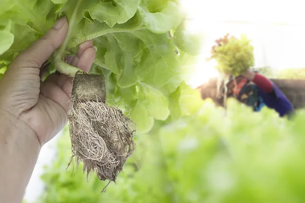 Farmer harvests Hydroponics plants. Aeroponics Salad vegetable.