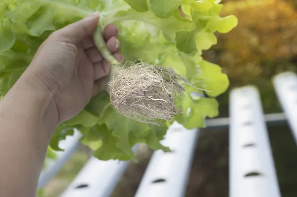 Uzun suda bitkilerin kökleri. Aeroponics salata sebze.