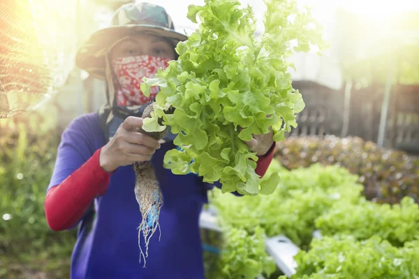 Bonden Skördar Hydroponics Växter Aeroponics Sallad Vegetabiliska — Stockfoto