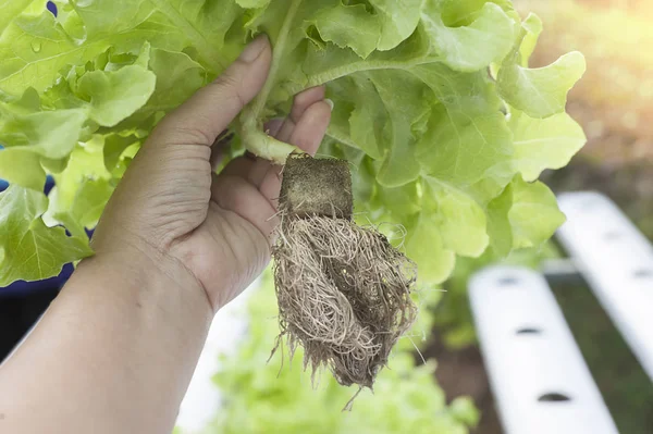 Uzun Suda Bitkilerin Kökleri Aeroponics Salata Sebze — Stok fotoğraf