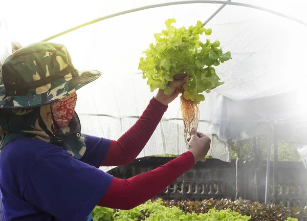 Farmer harvests Hydroponics plants. Aeroponics Salad vegetable.