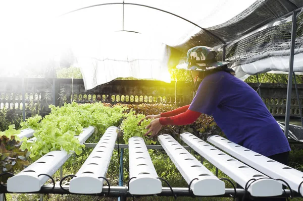 Bitkilerde toprak susuz büyüyen hydroponics yöntemi. Aeroponics salata sebze.
