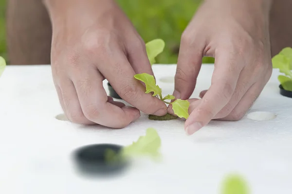 Bitkilerde toprak susuz büyüyen hydroponics yöntemi. Aeroponics salata sebze.