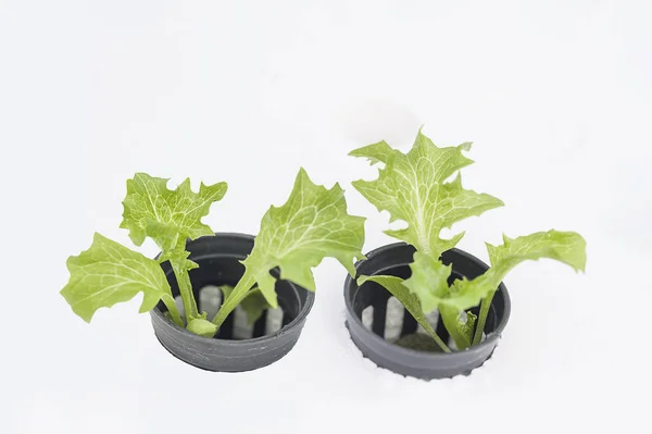 Bitkilerde toprak susuz büyüyen hydroponics yöntemi. Aeroponics salata sebze.