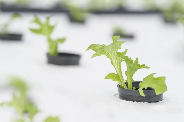 Bitkilerde toprak susuz büyüyen hydroponics yöntemi. Aeroponics salata sebze.