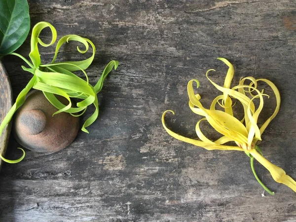 Sarı Tayland Ylang-Ylang veya ahşap masada ilang çiçeği