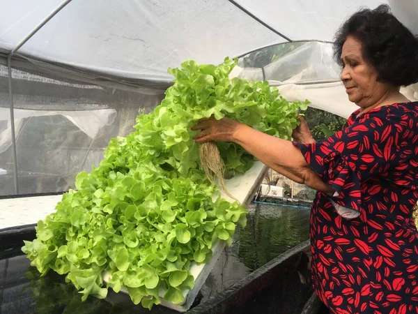 Landwirt Erntet Hydrokultur Pflanzen Aeroponics Salat Gemüse — Stockfoto