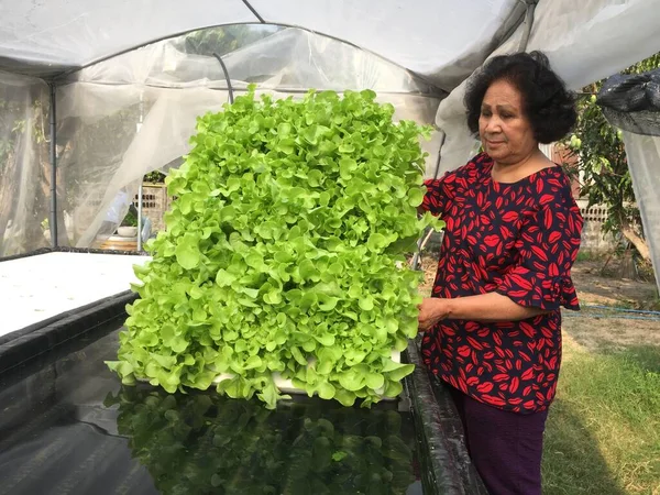 Bonden Skördar Hydroponics Växter Aeroponics Sallad Vegetabiliska — Stockfoto