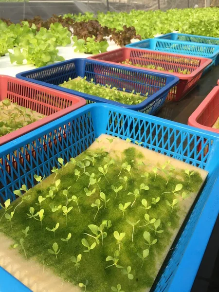 Hydroponics Gartenmethode Baumschule Pflanzen Wachsen Wasser Ohne Boden Aeroponics Salat — Stockfoto