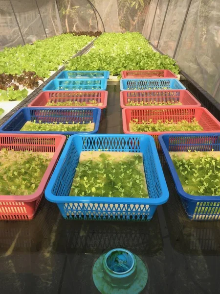 Hydroponics Gartenmethode Baumschule Pflanzen Wachsen Wasser Ohne Boden Aeroponics Salat — Stockfoto