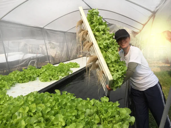 Coltivatore Raccoglie Piante Idroponiche Aeroponica Insalata Vegetale — Foto Stock