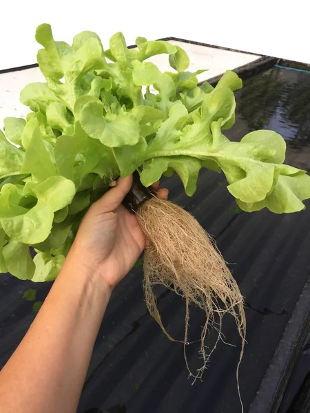 Agricultor Cosecha Plantas Hidropónicas Aeroponics Ensalada Vegetal — Foto de Stock