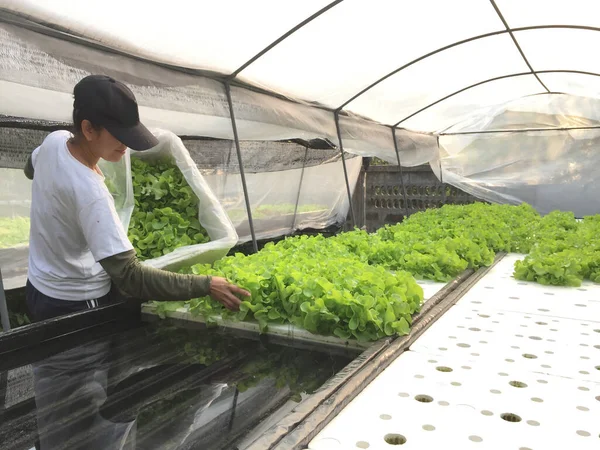 Landwirt Erntet Hydrokultur Pflanzen Aeroponics Salat Gemüse — Stockfoto