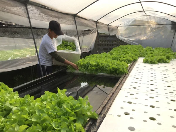 Farmer harvests Hydroponics plants. Aeroponics Salad vegetable.