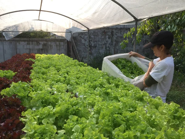 Farmer harvests Hydroponics plants. Aeroponics Salad vegetable.