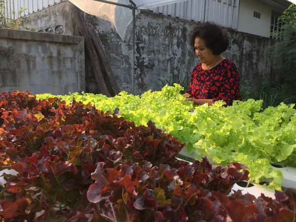 Bonden Skördar Hydroponics Växter Aeroponics Sallad Vegetabiliska — Stockfoto