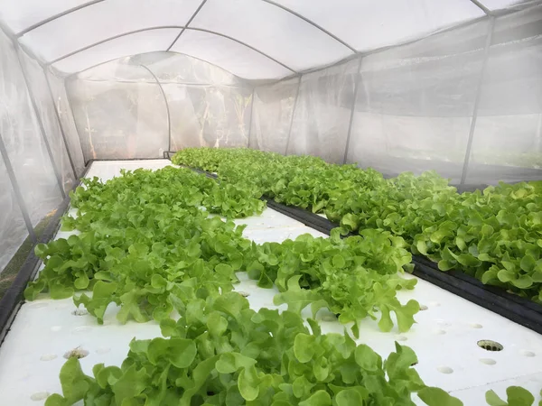 Hydroponikpflanzen Wasser Ohne Boden Aeroponics Salat Gemüse — Stockfoto