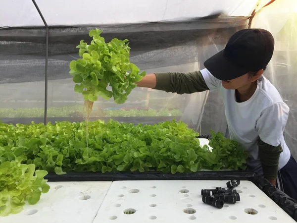 Farmer harvests Hydroponics plants. Aeroponics Salad vegetable.