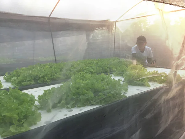 Landwirt Der Wasserkraftwerken Arbeitet Aeroponics Salat Gemüse — Stockfoto