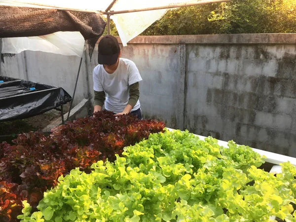 Landwirt Erntet Hydrokultur Pflanzen Aeroponics Salat Gemüse — Stockfoto