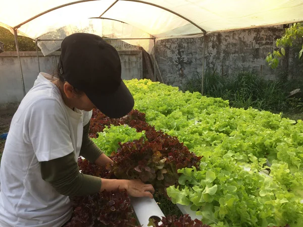 Landwirt Erntet Hydrokultur Pflanzen Aeroponics Salat Gemüse — Stockfoto