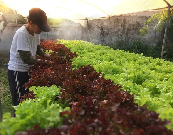 Çiftçi Hydroponics bitkiler hasat. Aeroponics salata sebze.